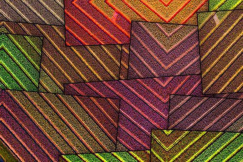 Abstracte bollenvelden